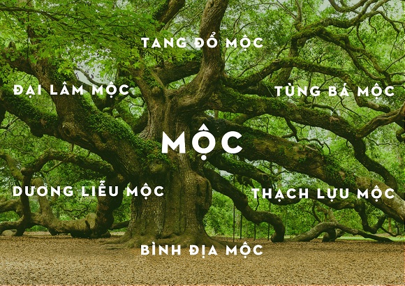 nguoi menh moc nen deo dong ho mau gi  mua o dau